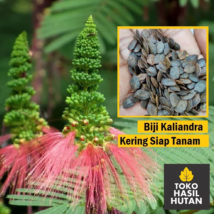 Biji Kaliandra / Bibit Kaliandra Merah | Toko Hasil Hutan