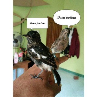 Burung Decu Kembang Jantan Dan Betina - Pump Kicau Suara ...