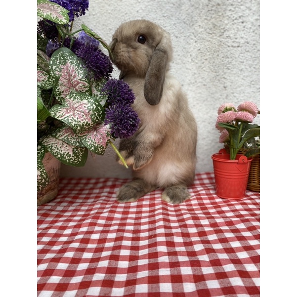 Kelinci Holland Lop Warna Sable Point Sehat Lucu