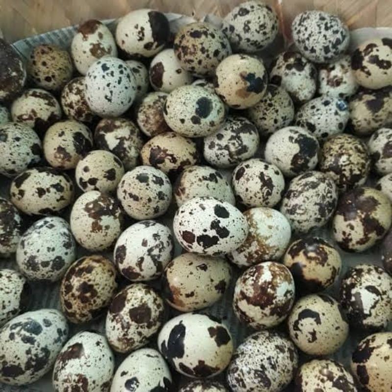 

telur puyuh fress