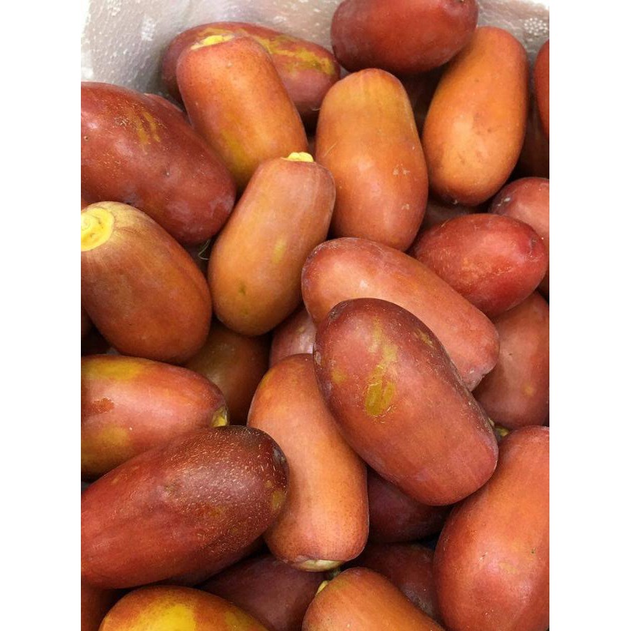 

Kurma Muda Merah, Kurma Merah, Kurma Muda Segar, Kurma Promil Arkanamarketht