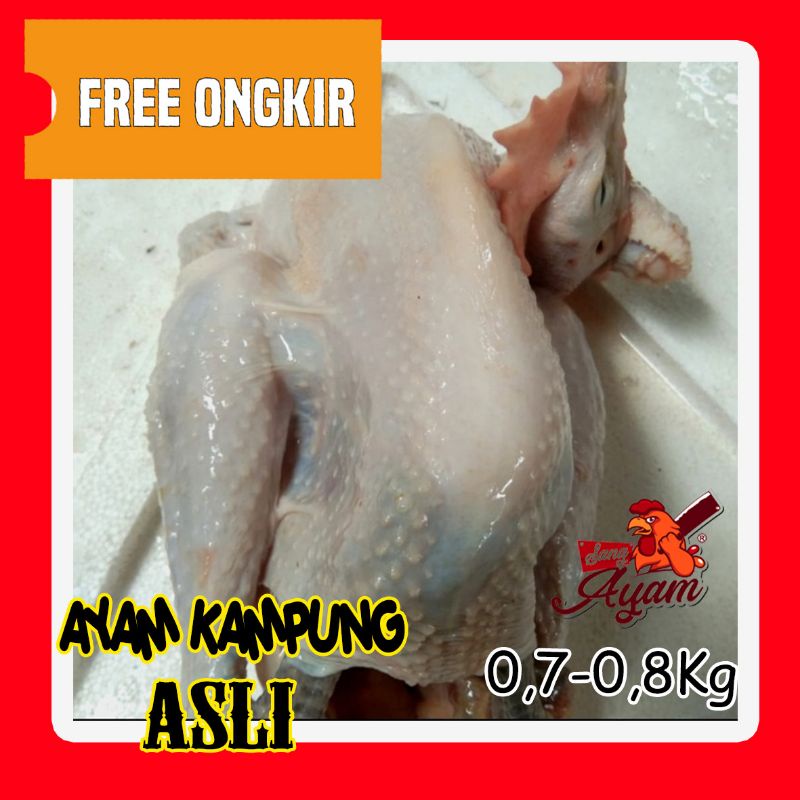 

Daging Ayam Kampung Asli Bersih Fresh 700 - 800 g