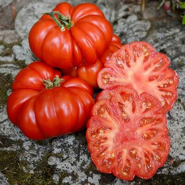 Benih Bibit Biji - Tomato Costoluto Fiorentino (Beefsteak Tomato) Seeds - IMPORT