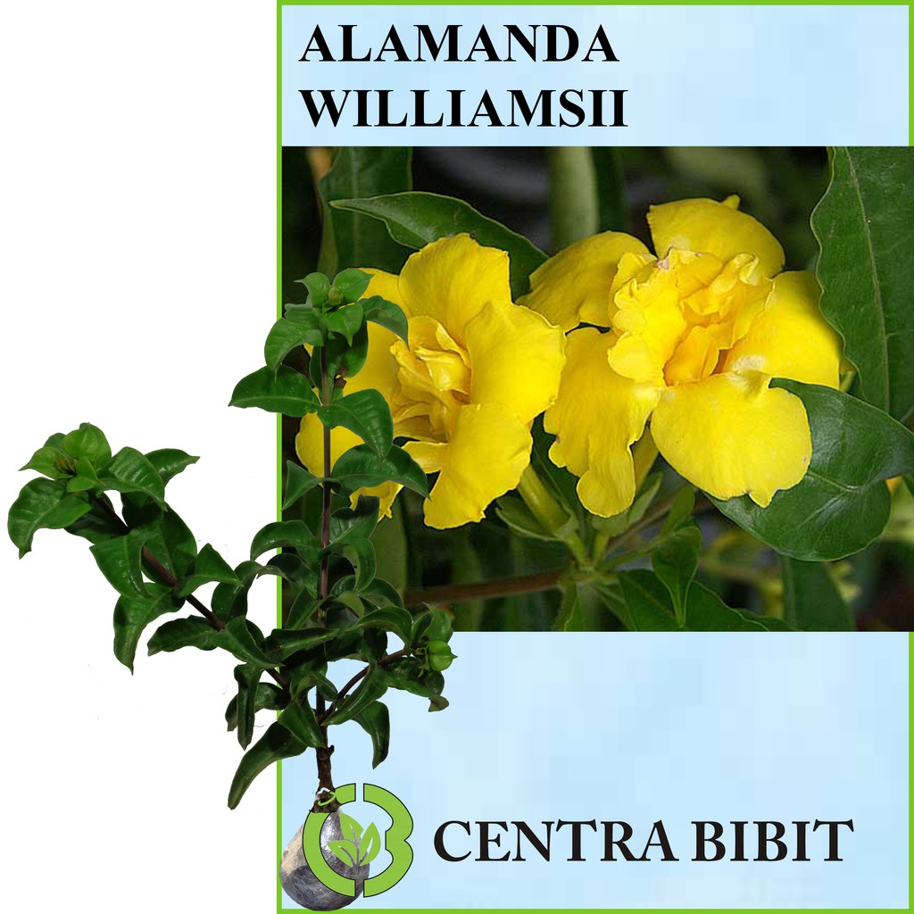 Tanaman Bunga Alamanda Williamsii