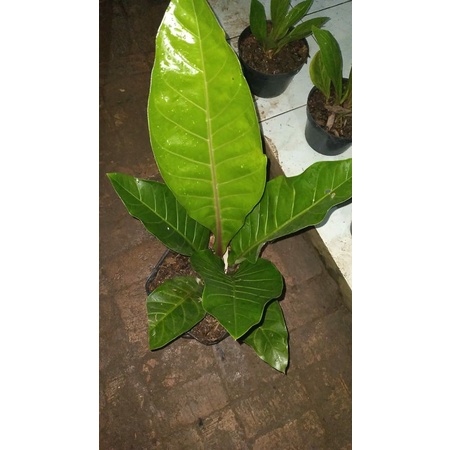 tanaman hias anthurium jemani garuda ori