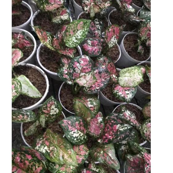 Barang Pilihan.. Baby Aglonema tricolor murah