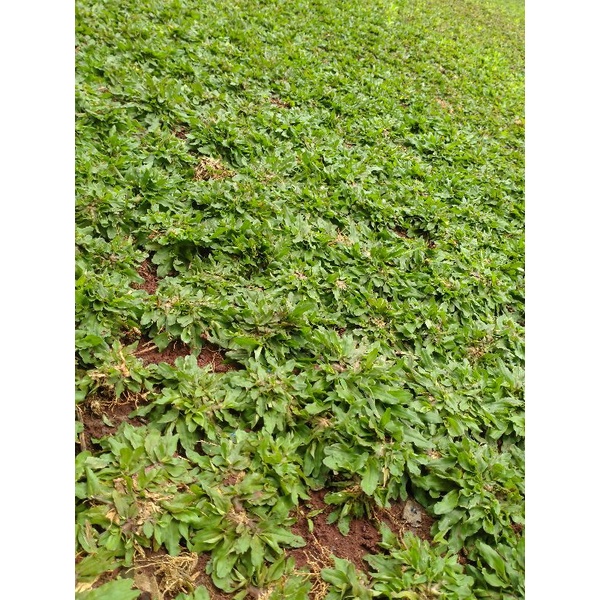 Rumput gajah mini 1 meter