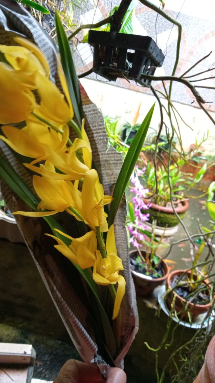 Anggrek Cymbidium Golden Boy