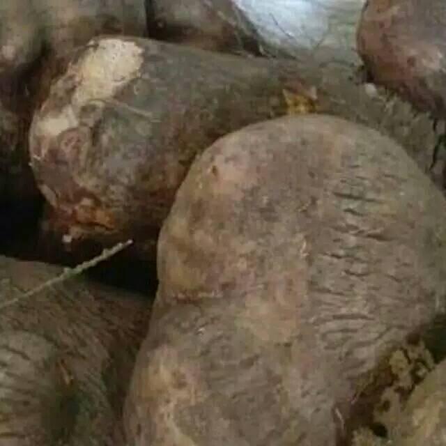 

Uwi Manis