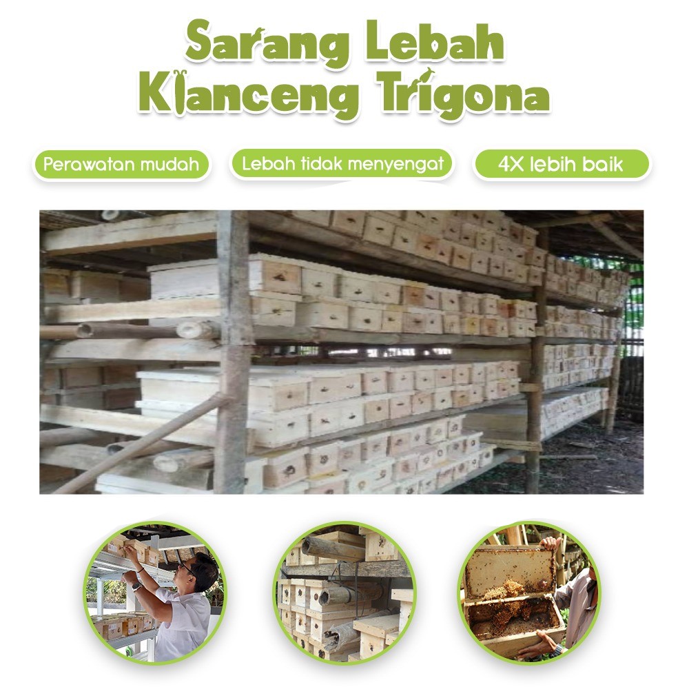 [ BANYAK ] sarang lebah klanceng trigona