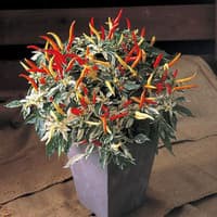 Benih Bibit Biji - Cabai Uchu Cream Variegata Ornamental Pepper Seeds