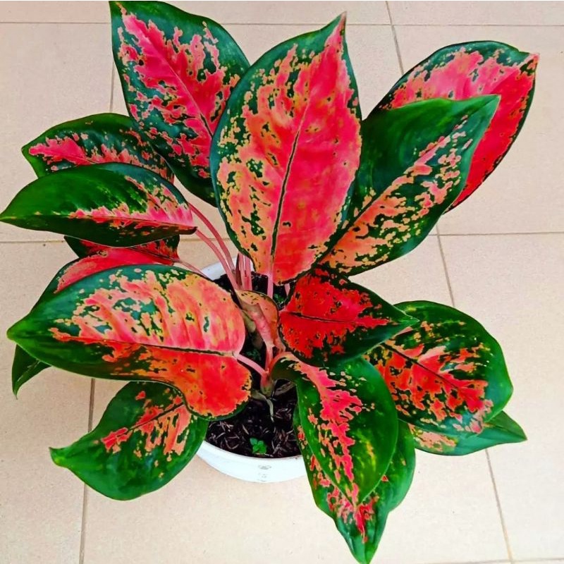 (Bisa COD) Aglaonema khocin paramuai /Aglonema khocin merah / Aglonema khocin paramuai (Tanaman hias aglaonema khocin paramauai) - tanaman hias hidup - bunga hidup - bunga aglonema - aglaonema merah - aglonema merah - aglaonema import - aglaonema murah