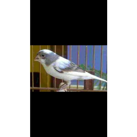Burung Kenari AF Panda Putih Starblue Kuning Oren Bon Jantan atau dan Betina