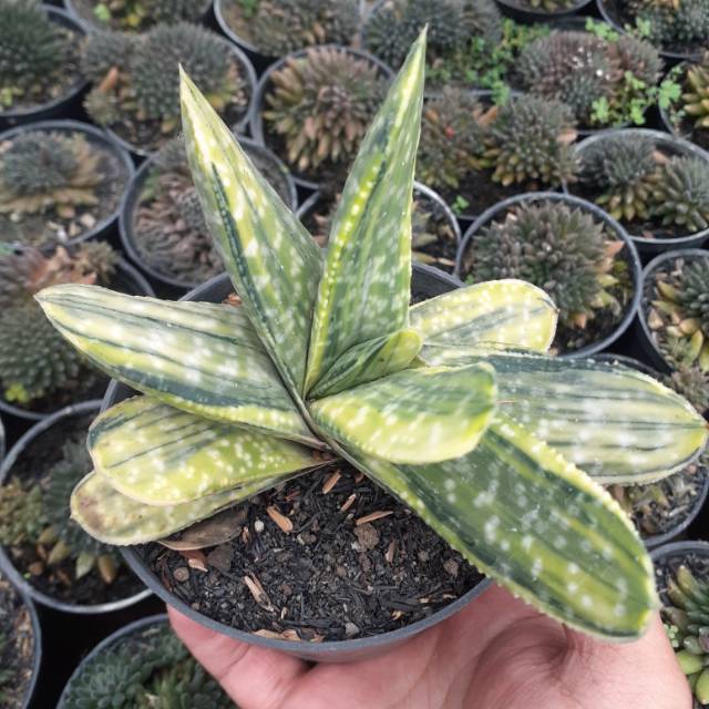 Gasteria variegata nigricans
