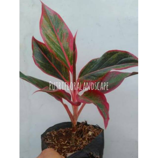 [COD] tanaman hias aglonema lipstik - aglonema lipstik - aglonema