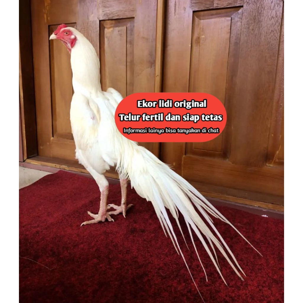 Telur ayam bangkok ekor lidi