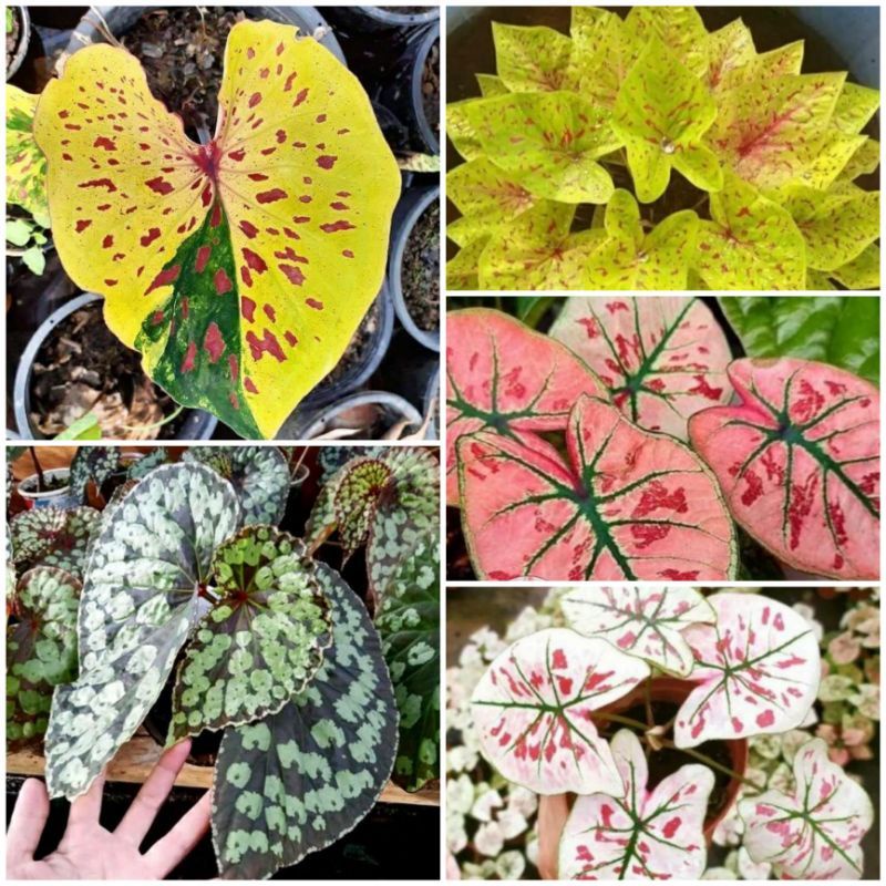 terbaik Asli promo paket keladi murah// paket umbi thailand