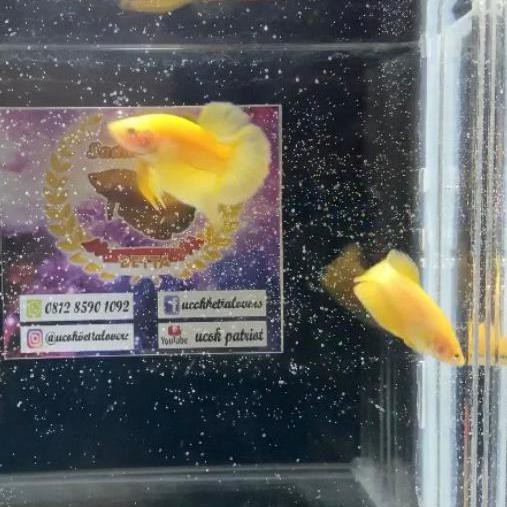 BEST SALE ikan cupang yellow banana (sepasang)