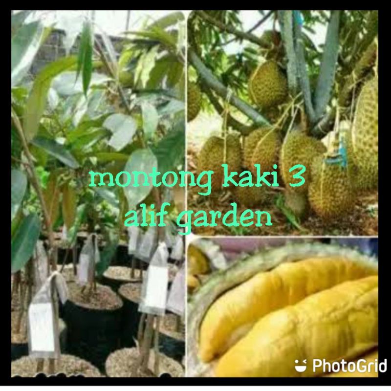 BIBIT DURIAN MONTONG KAKI 3 SUPER
