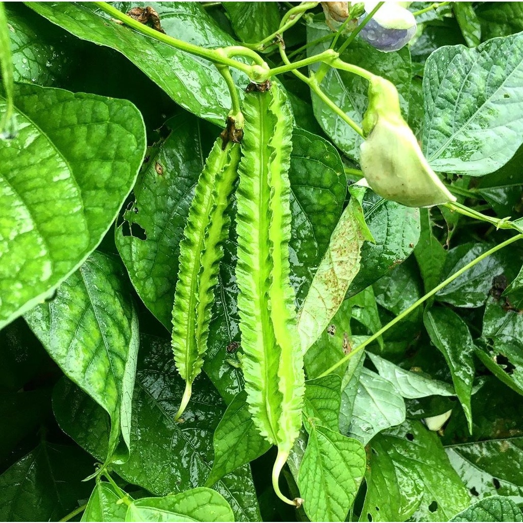 Benih Bibit Biji - Sayur Kecipir Hijau Green Winged Bean (Psophocarpus tetragonolobus) Seeds - Kualitas SUPER