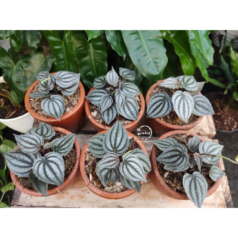 Tanaman Hias Bunga Peperomia Watermelon Silver Tanaman Peperomia Silver Bunga Murah Berkualitas