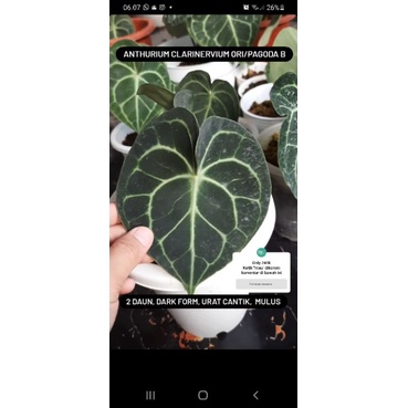 anthurium clarinervium ori