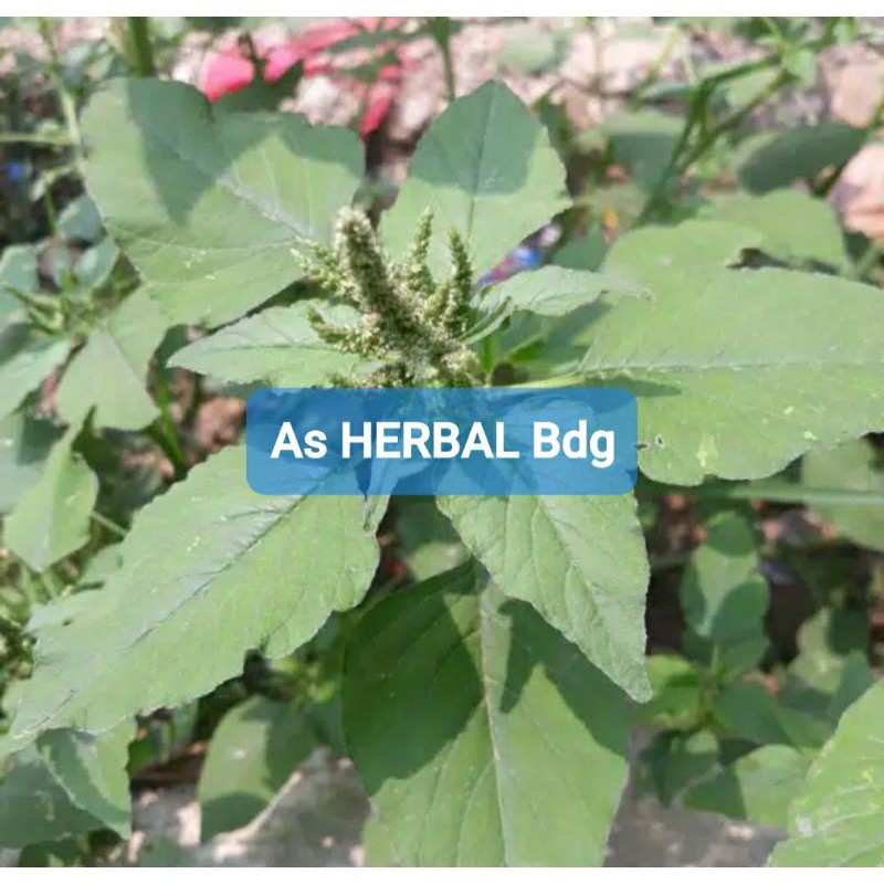 

Daun Bayam Hutan atau Bayam Liar segar 300 gram-az