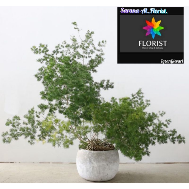 Tanaman asparagus/asparas bintang