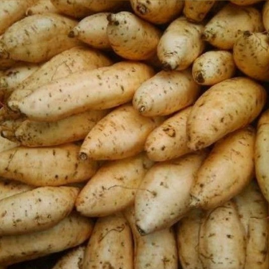 

Ubi Cilembu Fresh 1 Kg (J.8)