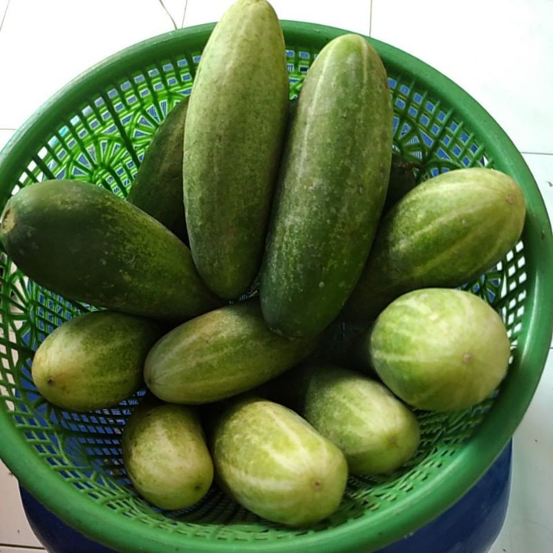 

Timun Baby sayuran kilogram @