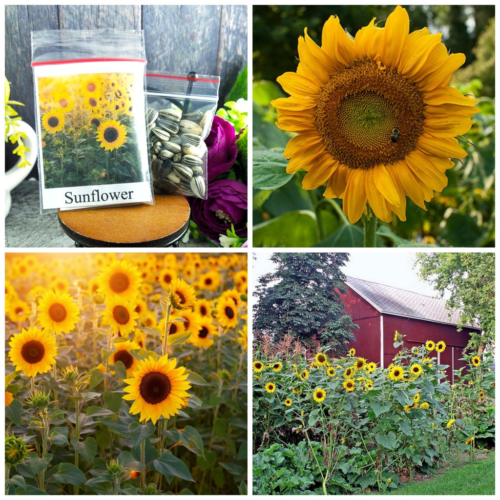 [Best Selling] 50 Seeds - Sunflower Bunga Matahari Biji Bibit Benih Repack - SR0022