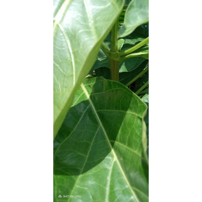

1kg daun mengkudu/Pace segar [ daun muda ]