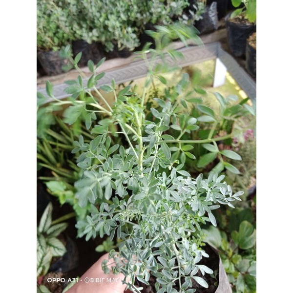 tanaman herbal inggu