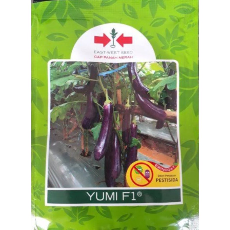 Benih Terong Hibrida Yumi F1