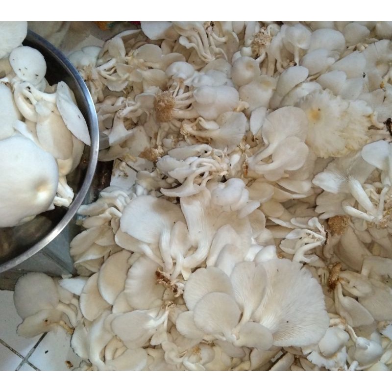 

ARKA JAMUR TIRAM PUTIH