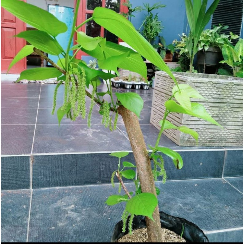 Bibit Tanaman Buah Long Murbei/Bibit Buah Murbei Panjang