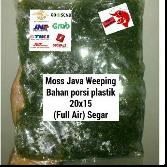 Cuci Gudangϟ Moss java weeping bahan (porsi plastik)