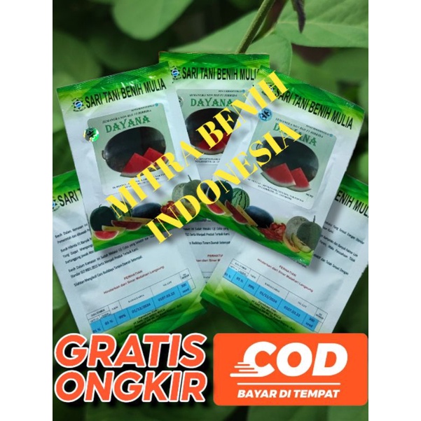 Benih Semangka Dayana F1