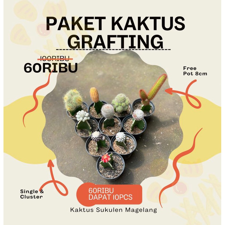 Kaktus Grafting Paket 10 pcs Bonus Pot