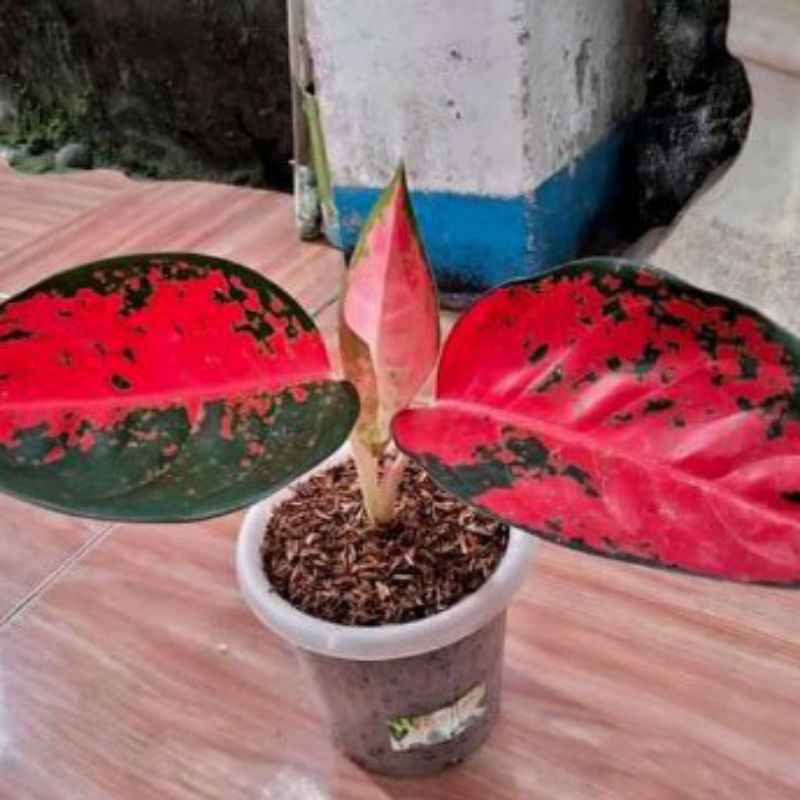 Aglonema suksom batik