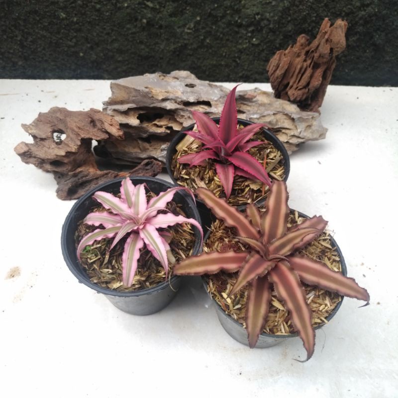 Cryptanthus acaulis | Bromeliad | Tanaman Hias Pot | Terrarium
