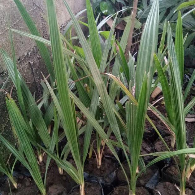 BIBIT KURMA H1 BETINA LEN