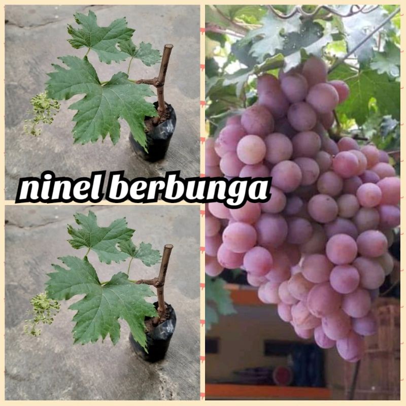 bibit anggur ninel berbunga