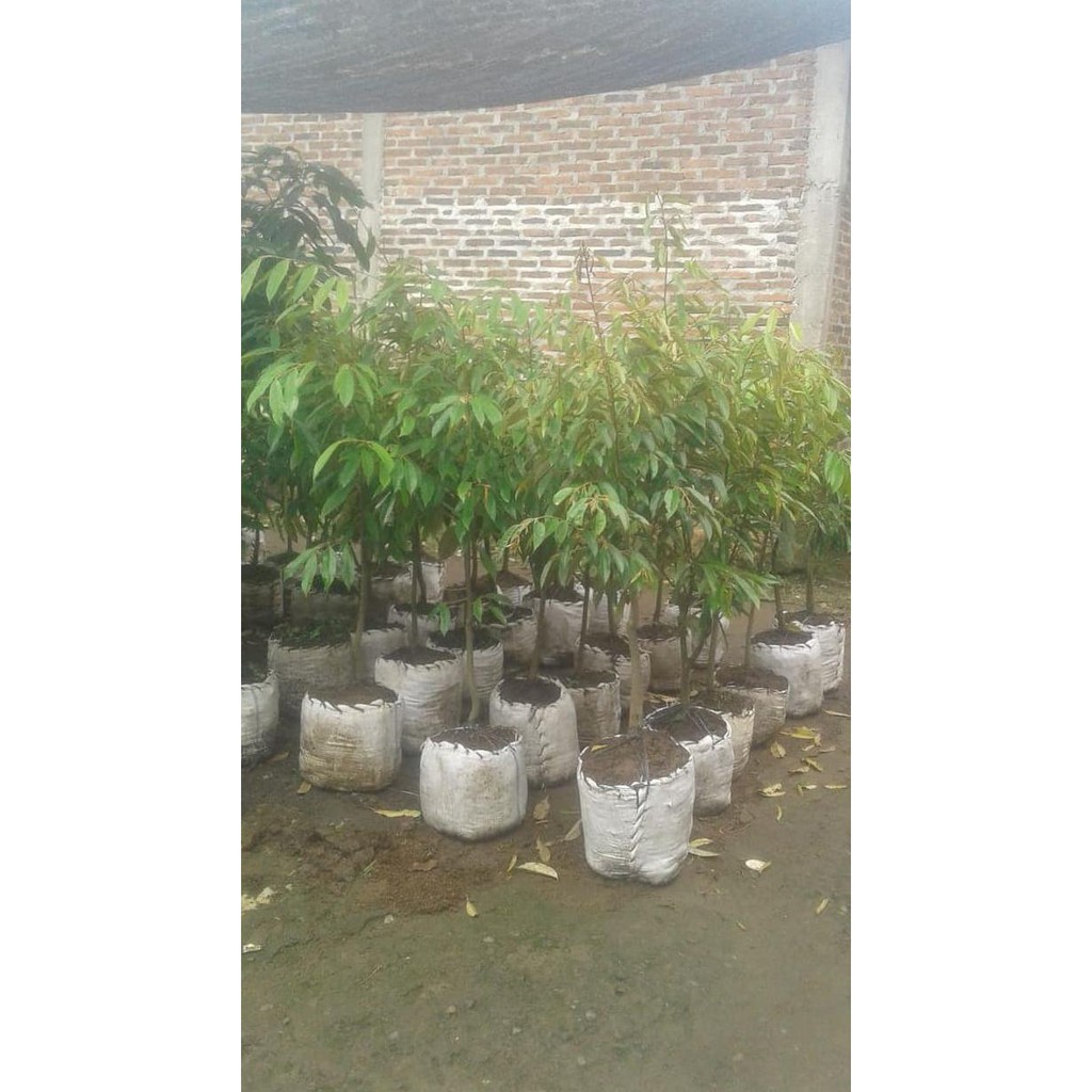 Terlaris Jual Bibit Durian Duri Hitam (Dongkelan/Cabutan) Siap Tanam Ukuran 2 Kw1