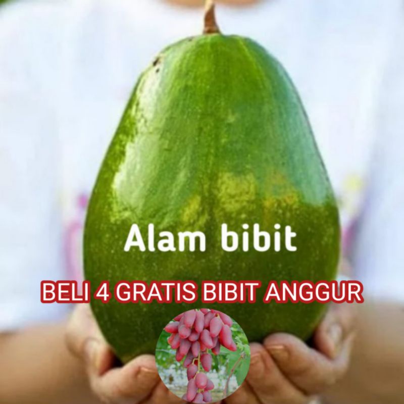 BIBIT ALPUKAT MARKUS OKULASI (beli 4 gratis bibit anggur)