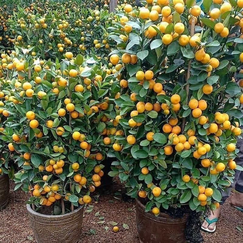 Jeruk santang madu / bibit jeruk santang