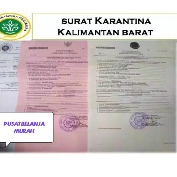 

Akar kuning 500gr sudah kering siap seduh (ORIGINAL) asli kantan E9V1