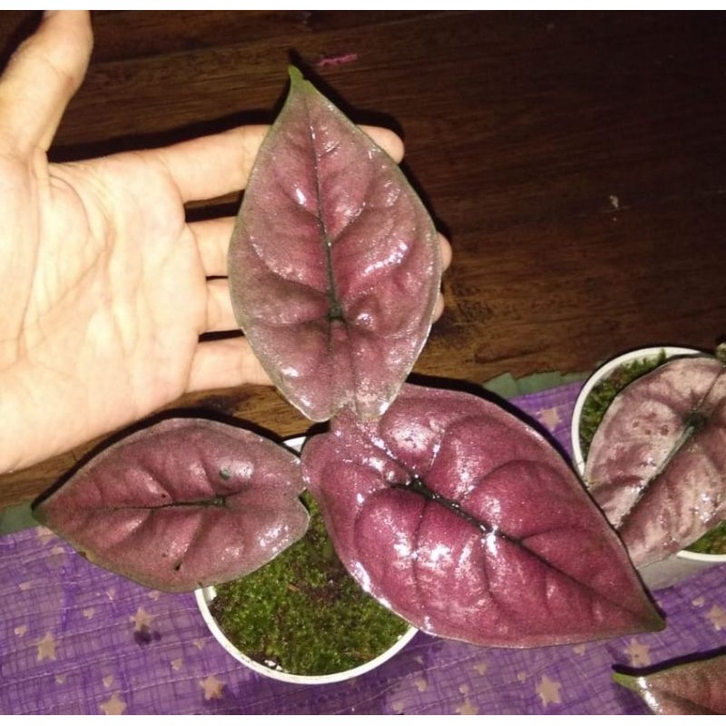 Alocasia Red Infernalis (Anakan)