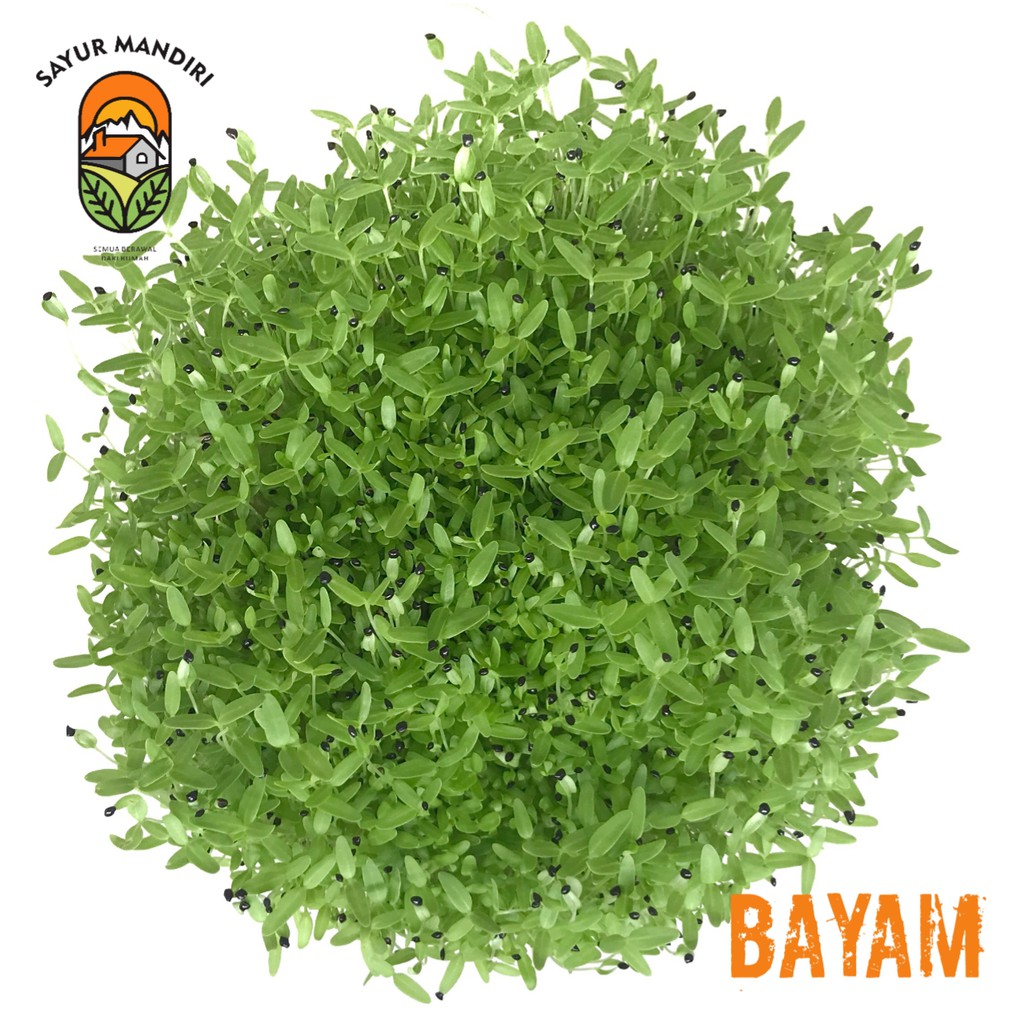 Kit Microgreen Bayam Lengkap