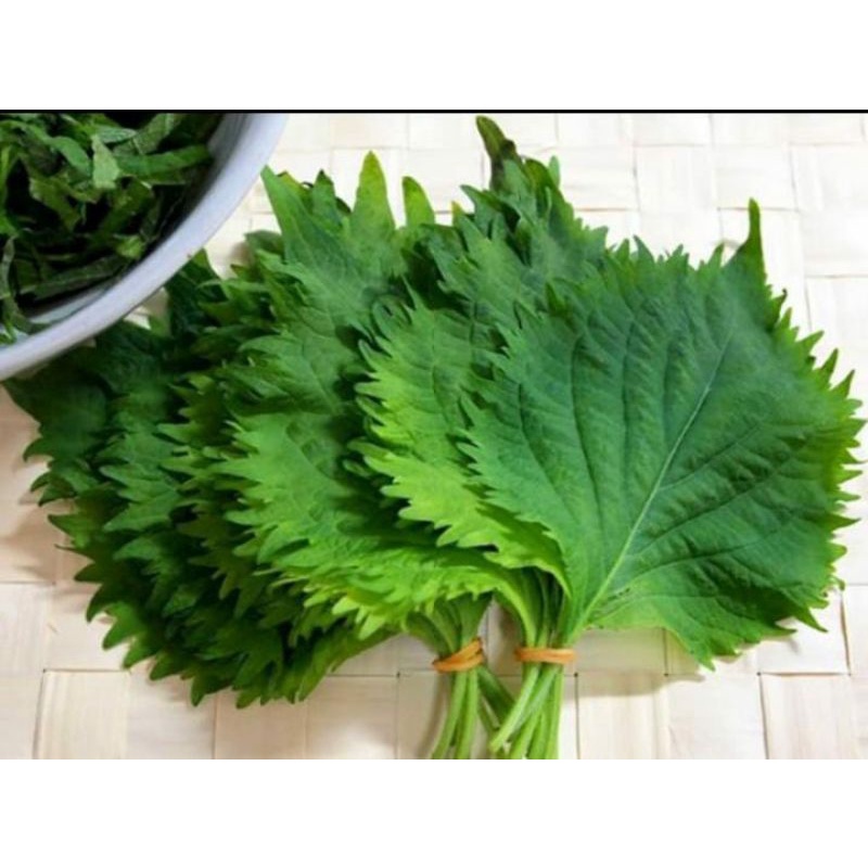 

DAUN SHISO/PERILLA/OBBA/SESAME LEAVE ORGANIK 50gr